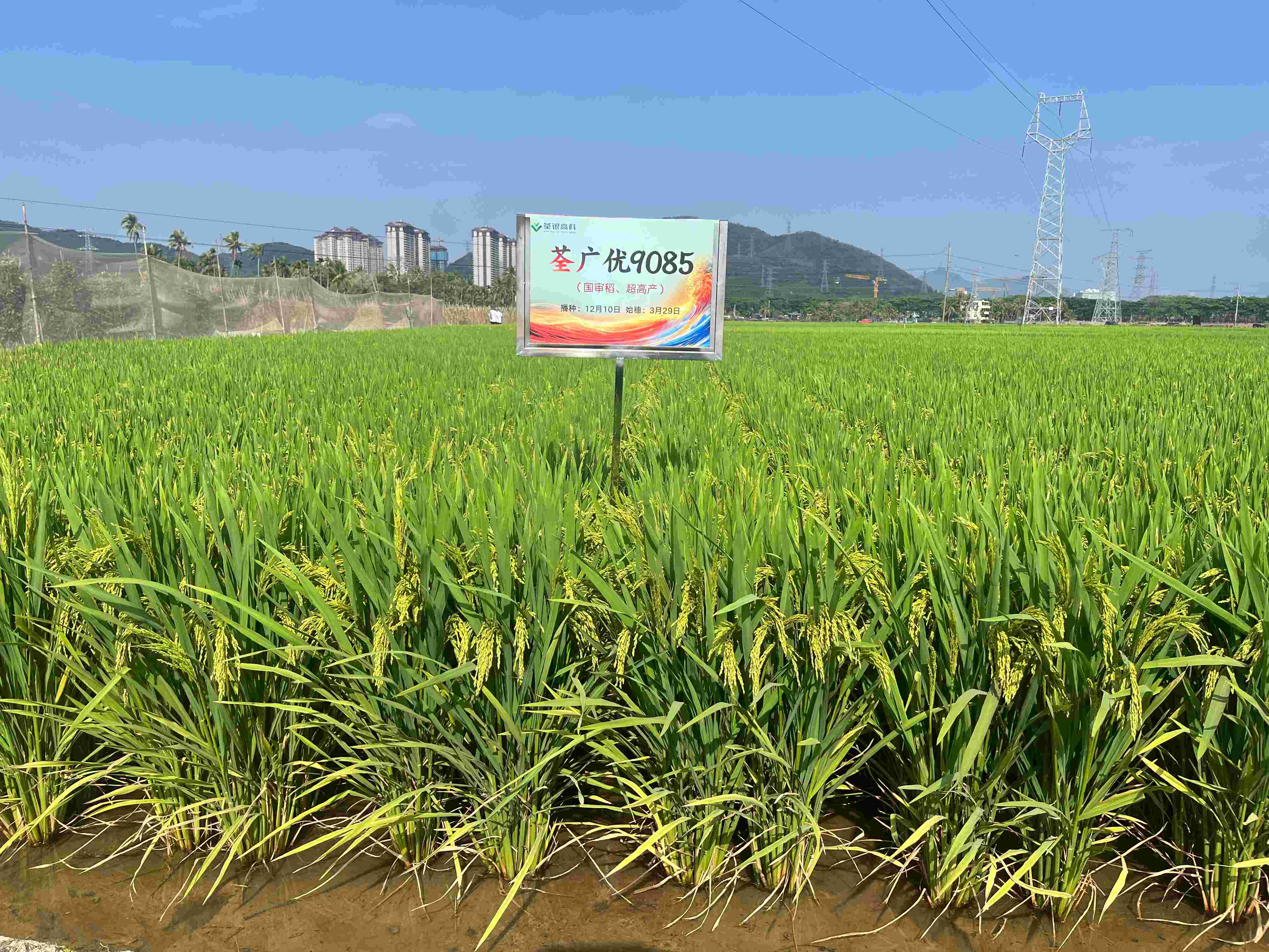 荃廣優9085 (2).jpg 荃廣優9085 (2).jpg